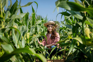 Pretty young farmer woman wearing red shirt, hat and white gloves checking the quality of corn in the corn field.