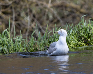 seagull bathing at the top of a waterfall