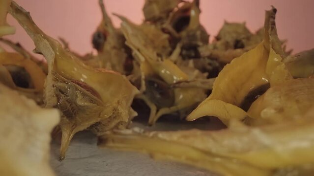 Pile of Murex inside their shells