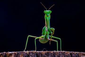 The praying mantis is any insect of the order Mantodea