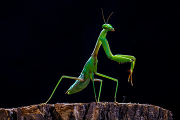 The praying mantis is any insect of the order Mantodea