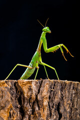 The praying mantis is any insect of the order Mantodea