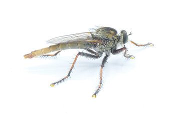 Robber fly Isolated on white background - Proctacanthus brevipennis - species in Florida.  Extremely detailed macro closeup showing hairs and bristles on legs and face. Side view