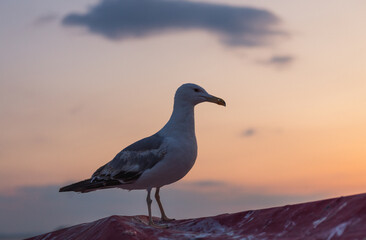 seagull on the beach
