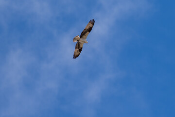 Osprey flying in flight