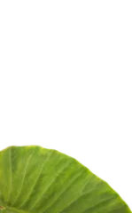 Wandcirkels aluminium Green plant leaf  © vectorfusionart