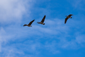 Canada geese flying in flight