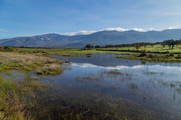 Landscape with trees and lake