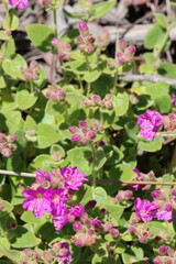 Pink dichasial cyme inflorescences of Mirabilis Laevis Variety Crassifolia, Nyctaginaceae, native herb in the Santa Monica Mountains, Winter.