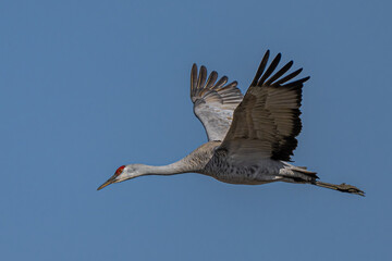 Sandhill Crane (Antigone canadensis) in Flight