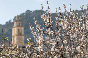 Blossoming almond trees in village Caimari with parish church Santa Maria, Majorca, Mallorca,...