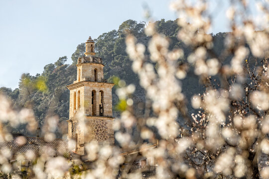 Almond blossom season in village Caimari with parish church Santa Maria, Majorca, Mallorca, Balearic Islands, Spain, Europe