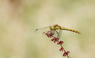 A side view of a common darter dragonfly in a field against a plain blurred background.