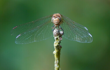 A head-on view of a common darter dragonfly perching on a tree branch against a green background. 