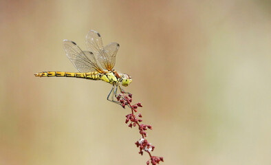 A common darter dragonfly perching on a red plant against a defocused background. 