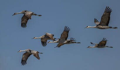 Sandhill Cranes (Antigone canadensis) in Flight