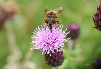 A hover fly feeding on a thistle in summer. 