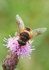 A closeup of a hover fly on a pink thistle with a blurred green background. 