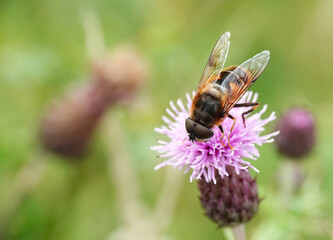 A drone fly feeding on a pink thistle flower against a defocused background. 