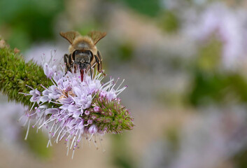 A bumblebee on a pink flower in a garden with a defocused background.