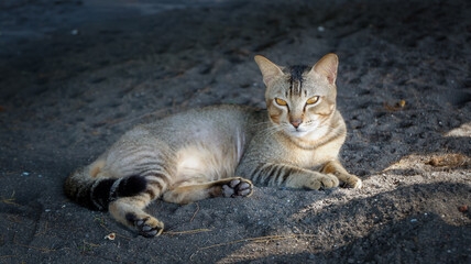 Obraz premium Cute cat lying on the black sand.