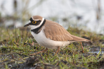 Little ringed plover - Charadrius dubius on grass in cloudy weather. Photo from Czarnocin in Western Pomerania in Poland.