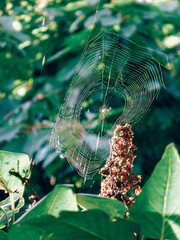 spider web in the garden in the sun