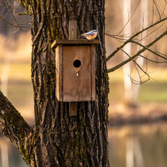 Eurasian nuthatch (sitta europaea ) sitting on top of its house on a tree.