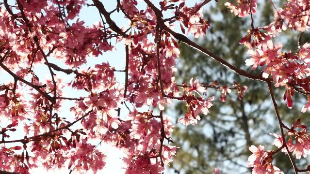 Spring tree with pink flowers. Spring border or background art with pink blossom. Beautiful nature scene with blossoming tree and sunlight. 