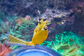 Curious cow trunkfish in the reef, (Lactoria cornuta).