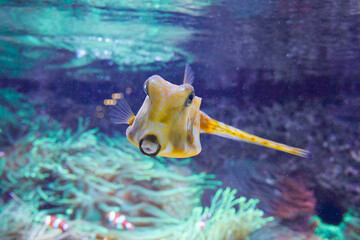 Curious cow trunkfish in the reef, (Lactoria cornuta).