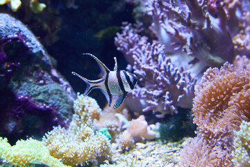 Fototapeta na wymiar Banggai cardinalfish on the reef (Pterapogon kauderni).