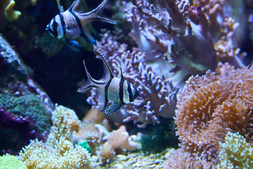 Fototapeta na wymiar Banggai cardinalfish on the reef (Pterapogon kauderni).