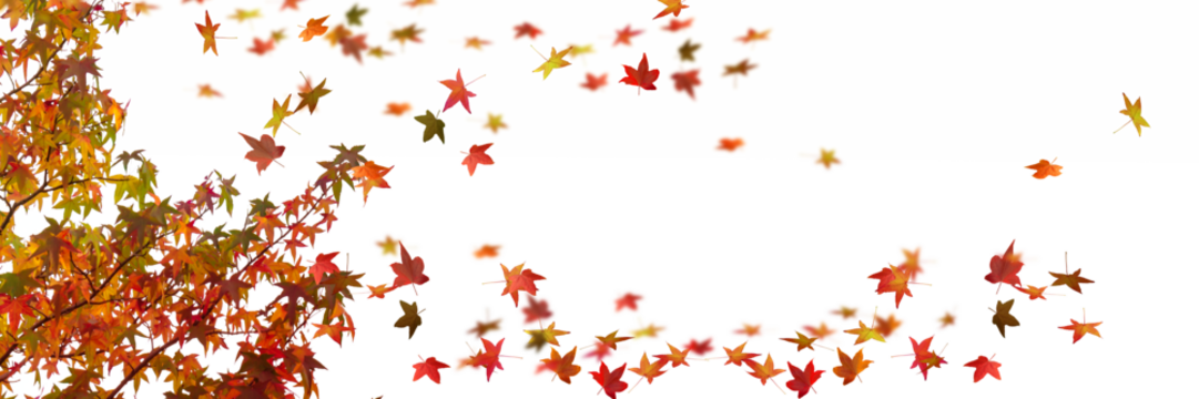 autumn colored tree branch with fall leaves in motion on transparent background,  template natural  banner concept with copy space in the middle