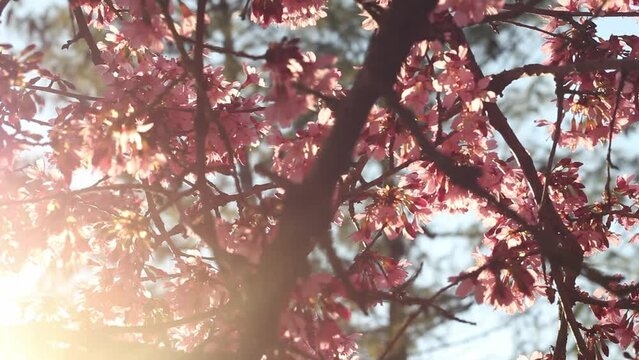 Spring tree with pink flowers. Spring border or background art with pink blossom. Beautiful nature scene with blossoming tree and sunlight. 