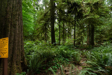 nature sceneries inside cathedral grove, vancouver island, british columbia, canada,