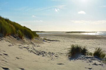 Sand dunes with beach grass at the North Sea with sun in the evening