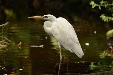 Great White Heron