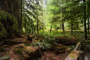 nature sceneries inside cathedral grove, vancouver island, british columbia, canada,