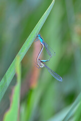 Two dragonflies mating in nature