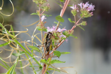 Brown grasshopper