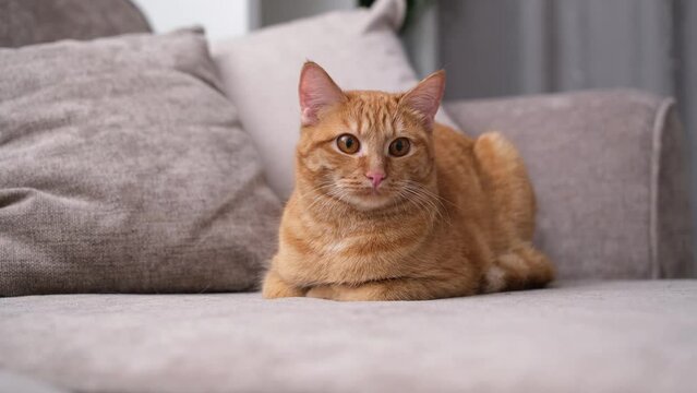 A beautiful red cat lies in a cozy room on the couch