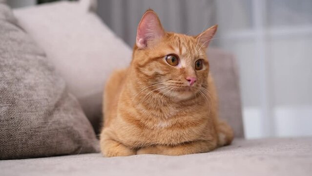 A beautiful red cat lies in a cozy room on the couch