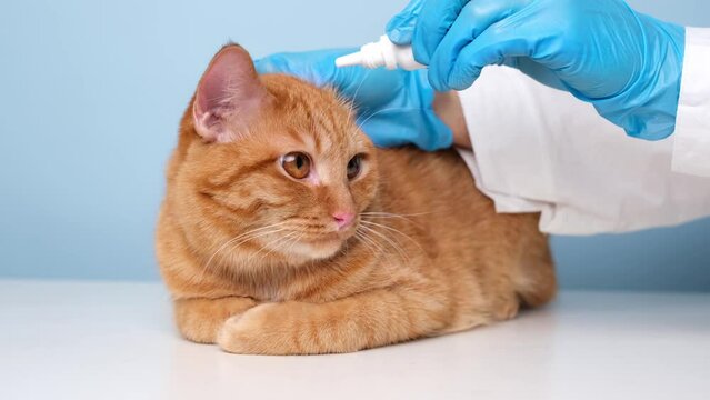 A veterinarian drops drops into the ears of a red cat on a blue background. The concept of examining and treating pets