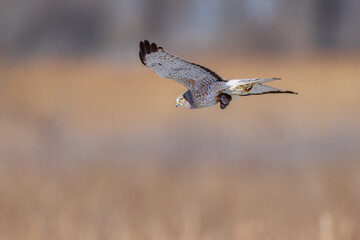 A Red-Tailed Hawk flying away with prey between its talons