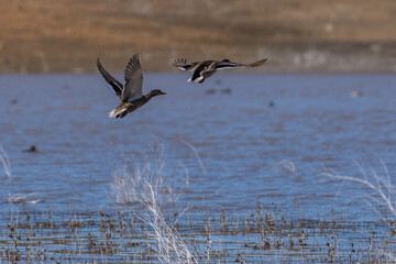 Mallard ducks fly flying in flight