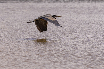 Great Blue Heron flying in flight