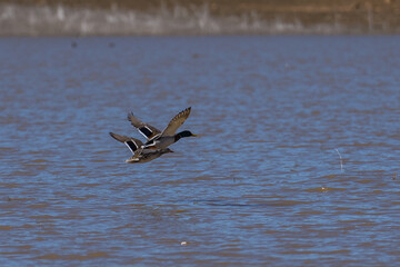 Mallard ducks fly flying in flight