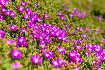 Bright blooming stonecrop. Purple, crimson, pink flowers. Lots of flowers on the rocks. Spring in Spain. Selective focus. Blurred plan.