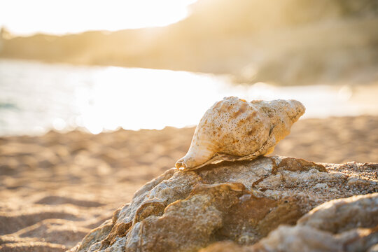 Beach at sunset with a large conch shell on the rocks in summer.
